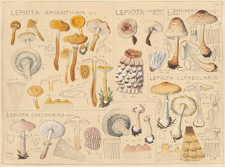 Lépiote amianthine Lépiote cristatée - Hans Baldung — vista de la obra