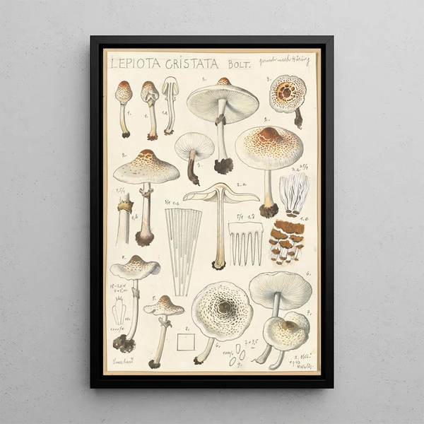 Lepiota cristata - Hans Baldung — framed artwork on a wall