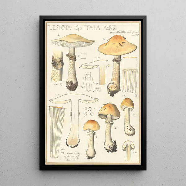 Lepiota guttata pers - Hans Baldung — framed artwork on a wall