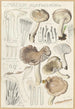 Limacium agathosmum - Hans Baldung — vista de la obra