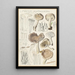 Limacium agathosmum - Hans Baldung — cuadro enmarcado en la pared