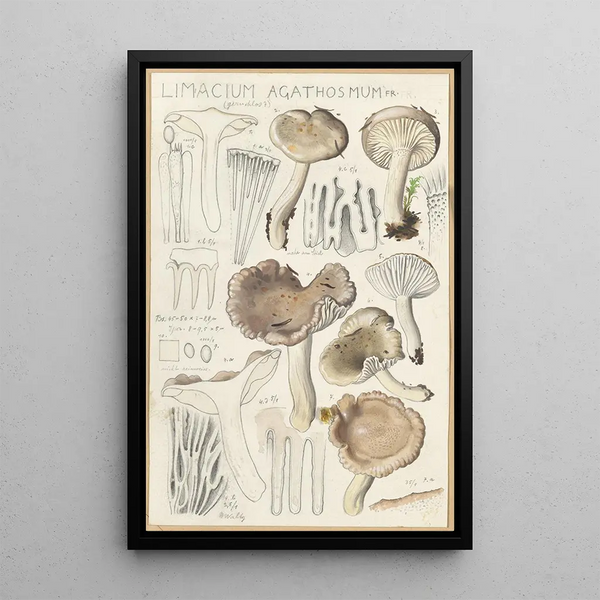 Limacium agathosmum - Hans Baldung — framed artwork on a wall