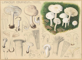 Limacium éburnéum - Hans Baldung — vista de la obra