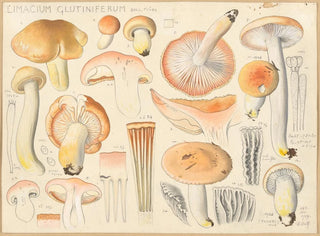 Limacium glutiniferum - Hans Baldung — vista de la obra
