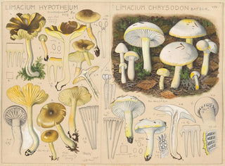 Limacium hypothejum Limacium chrysodon - Hans Baldung — artwork view