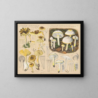 Limacium hypothejum Limacium chrysodon - Hans Baldung — framed artwork on a wall
