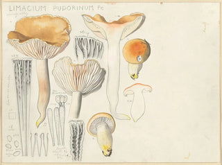 Limacium pudorinum - Hans Baldung — vista de la obra