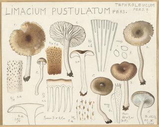 Limacium pustulatum - Hans Baldung — vista de la obra