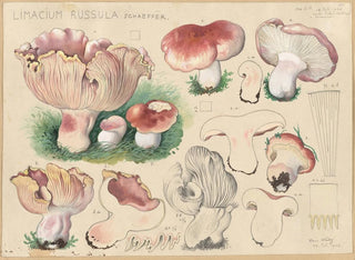 Limacium russula - Hans Baldung — vista de la obra