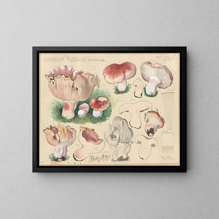 Limacium russula - Hans Baldung — cuadro enmarcado en la pared
