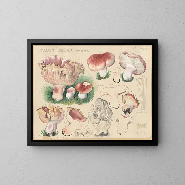 Limacium russula - Hans Baldung — cuadro enmarcado en la pared