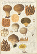 Lycoperdon enchinatum - Hans Baldung — vista de la obra