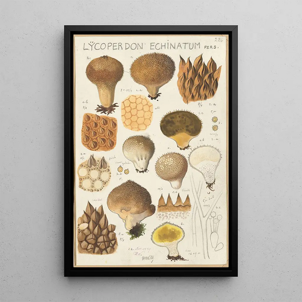 Lycoperdon enchinatum - Hans Baldung — framed artwork on a wall