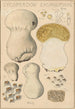 Lycoperdon excipuliforme - Hans Baldung — vista de la obra