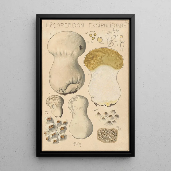 Lycoperdon excipuliforme - Hans Baldung — framed artwork on a wall