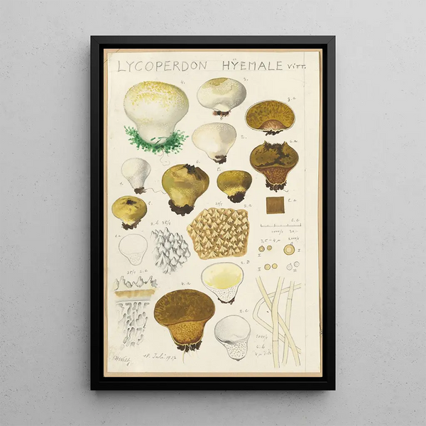 Lycoperdon hyemale - Hans Baldung — framed artwork on a wall