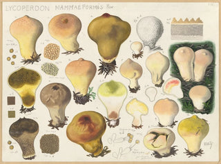 Lycoperdon mammaeforme - Hans Baldung — vista de la obra