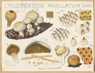 Lycoperdon papillatum - Hans Baldung — vista de la obra