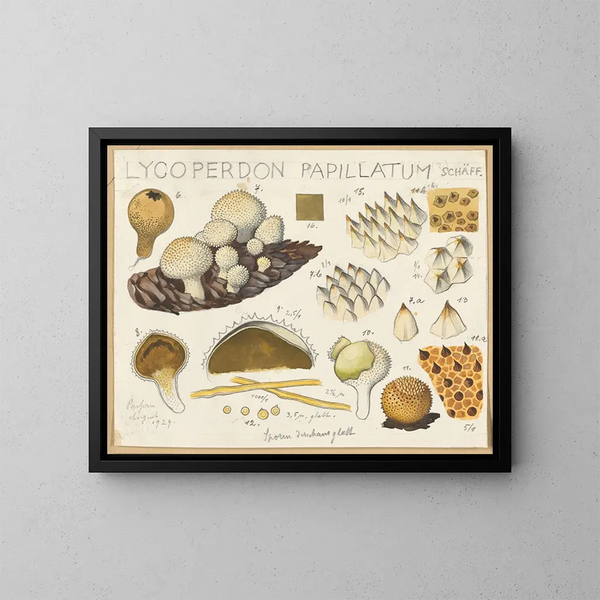 Lycoperdon papillatum - Hans Baldung — cuadro enmarcado en la pared