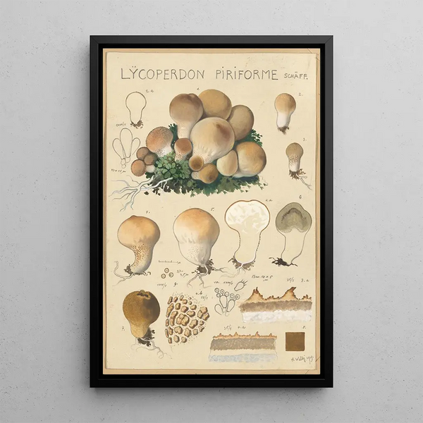 Lycoperdon piriforme - Hans Baldung — framed artwork on a wall