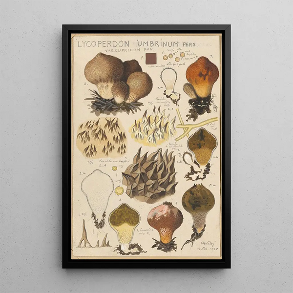 Lycoperdon umbrinum - Hans Baldung — framed artwork on a wall