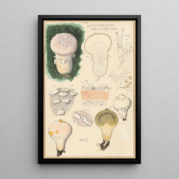 Lycoperdon velatum - Hans Baldung — framed artwork on a wall