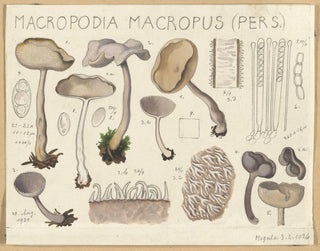Macropodia macropus - Hans Baldung — artwork view