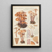 Marasmius confluens - Hans Baldung — framed artwork on a wall