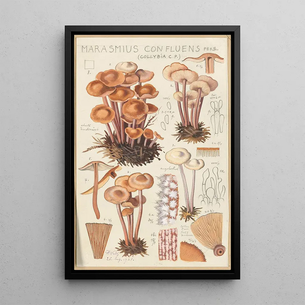 Marasmius confluens - Hans Baldung — framed artwork on a wall