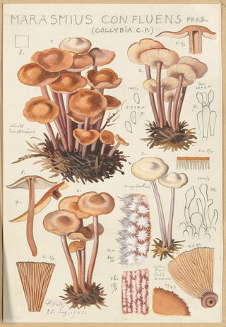 Hans Walty - Marasmius confluens.webp