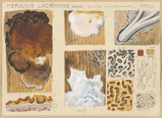 Merulius lacrymans - Hans Baldung — vista de la obra