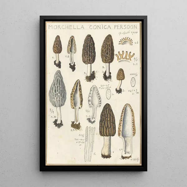 Morchella conica persoon - Hans Baldung — framed artwork on a wall