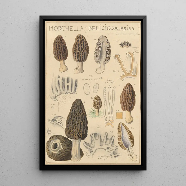 Morchella deliciosa - Hans Baldung — framed artwork on a wall