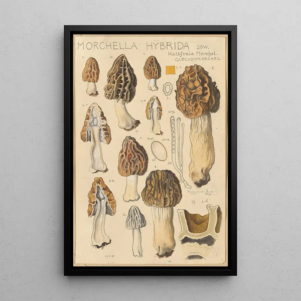Morchella hybrida - Hans Baldung — framed artwork on a wall
