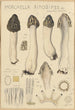 Morchella rimosipes - Hans Baldung — vista de la obra