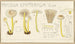 Mycena epipterygia - Hans Baldung — vista de la obra