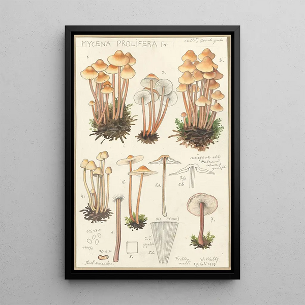 Mycena prolifera - Hans Baldung — framed artwork on a wall