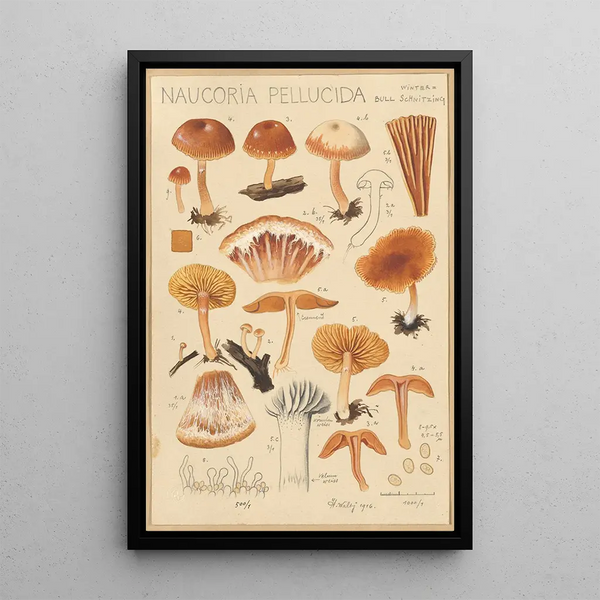 Naucoria pellucida - Hans Baldung — framed artwork on a wall