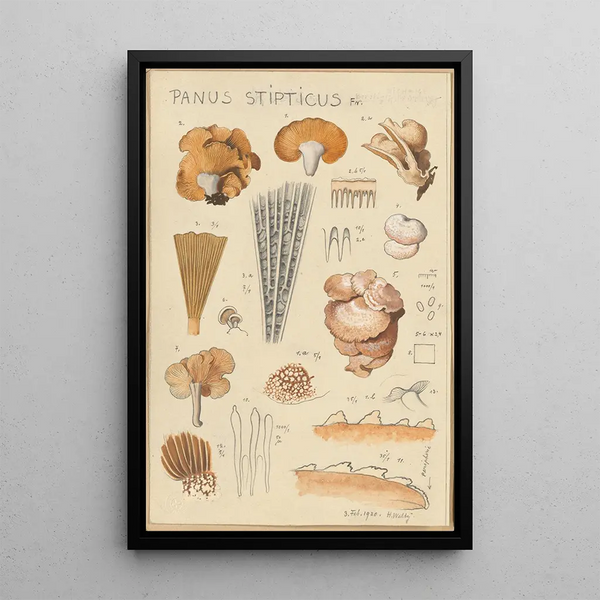Panus stipticus - Hans Baldung — framed artwork on a wall