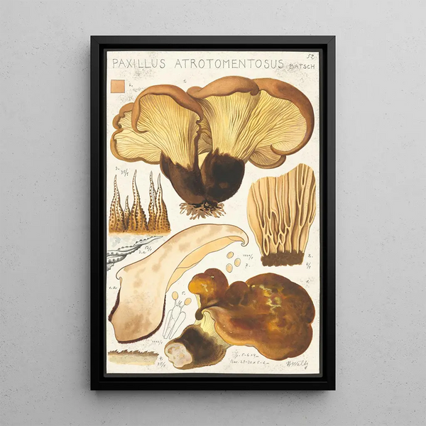 Paxillus atrotomentosus Batsch 2 - Hans Baldung — framed artwork on a wall