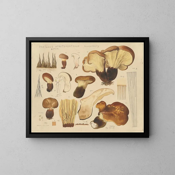Paxille atrotomentueux - Hans Baldung — cuadro enmarcado en la pared