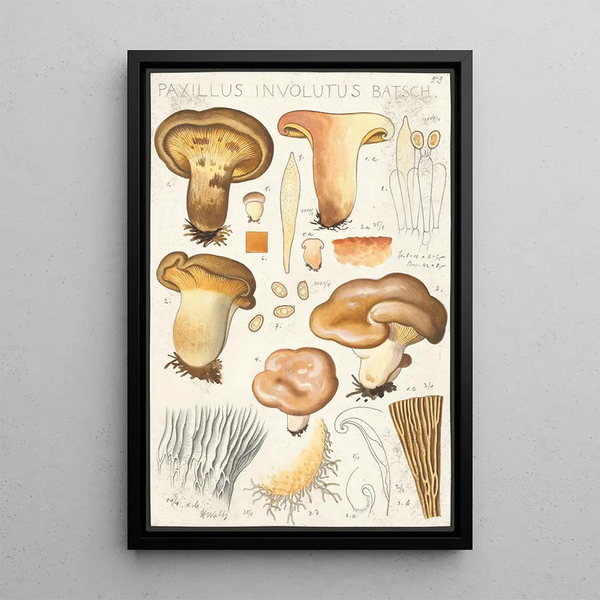 Paxillus involutus Batsch - Hans Baldung — framed artwork on a wall