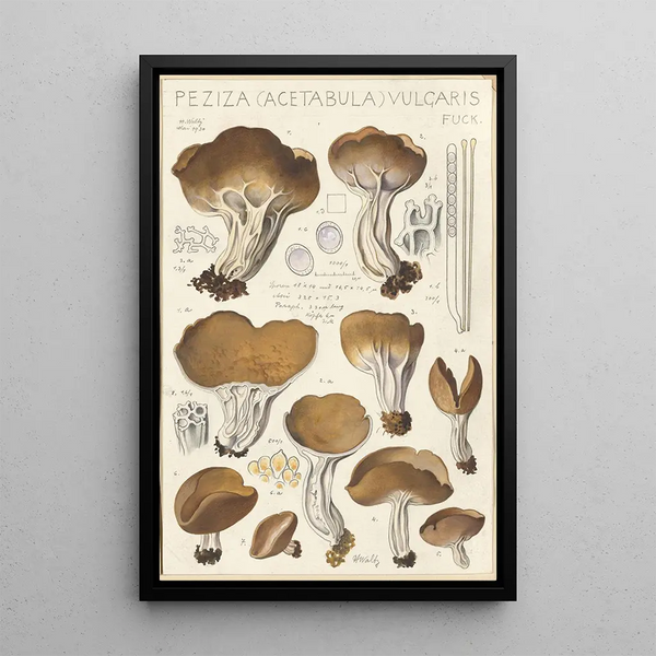 Peziza acetabula vulgaris - Hans Baldung — framed artwork on a wall