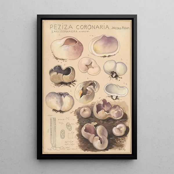 Peziza coronaria - Hans Baldung — framed artwork on a wall