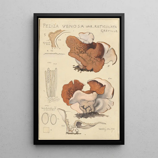 Peziza venosa var Reticulata greville - Hans Baldung — framed artwork on a wall