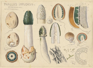 Phallus impudicus - Hans Baldung — vista de la obra