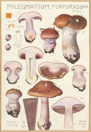 Hans Walty - Phlegmacium purpuras.webp