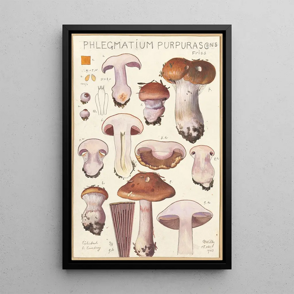 Phlegmacium purpuras - Hans Baldung — framed artwork on a wall