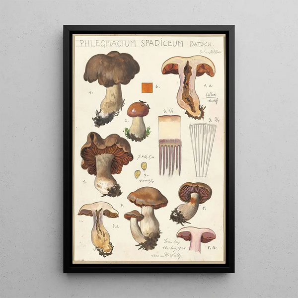 Phlegmacium spadiceum Batsch - Hans Baldung — framed artwork on a wall
