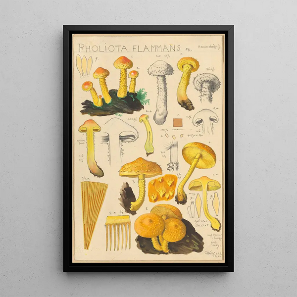 Pholiota flammans Pholiota caperata - Hans Baldung — framed artwork on a wall